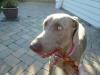 Lola in Forever Home
